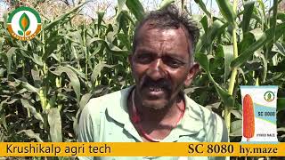 મકાઈનો બાદશાહ ( SC 8080 hy. maize)