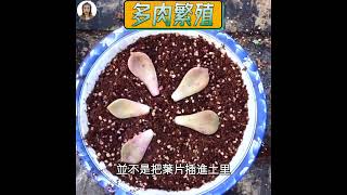 多肉植物繁殖，多肉植物葉插#多肉植物#succlents#多肉植物繁殖#花花世界#shorts