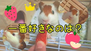 【モルモット】果物をあげたら一番好きなのは意外なアレでした。guinea pig