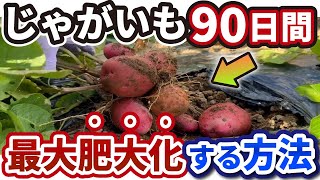 秋ジャガイモ栽培で最後に肥大化させる秘訣！収穫から保存のコツと秋ジャガイモの育て方！