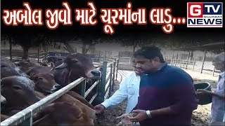 DAMNAGAR :- અબોલ જીવો માટે ચૂરમાં ના લાડુ...|| GTV_GUJARAT_NEWS