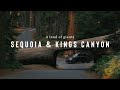 Sequoia & Kings Canyon | Largest trees in the world you have to see to believe!