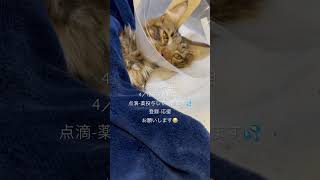 #Fip #猫伝染性腹膜炎　入院４日目-4/12退院させます💦自宅療養へ　点滴-薬投与生活スタート