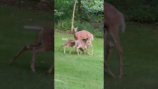 Twin fawns nursing in the back yard.