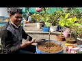 भर भर के चकोतरा आएंगे माली का यह सीक्रेट जान लिया तो pamelo growing idea in usless plastic tub