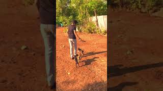 cute 🐕 puppies excited for khana💓🤗#shorts #viral #trending