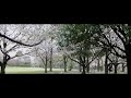 桜吹雪１.wmv