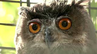 Born in zoo, twin eagle owls released into the wild