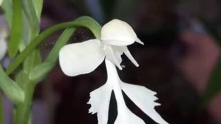 Girls shaped nude flowers /Habenaria crinifera/නාරිලතා/narilatha/flowers that look like a virgin