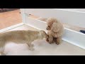 もちこ、はしゃぐ！ 🐶ひみつきちなう！②🐶 ビションフリーゼ 柴犬 トイプードル チワワ ミニチュアダックス 2019年11月27日