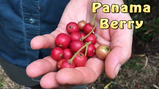 Panama Berry Fruit Tree - Like Vanilla Ice Cream