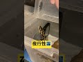 【1分で見る、夜行性ボールパイソン】 shorts ballpython