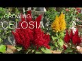 Celosia Flower - Celosia (cockscomb) Plant Care