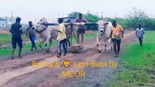 RK Bulls | Rama \u0026 Lion Training | Chowtapalli | Under MCOR | For kovelakuntla Race 🔥💥