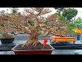 inspirasi bonsai kimeng