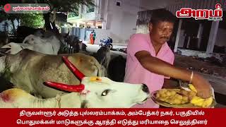 புல்லரம்பாக்கம் அம்பேத்கர் நகர், பகுதியில்பொதுமக்கள் மாடுகளுக்கு ஆரத்தி எடுத்து மரியாதை செலுத்தினர்