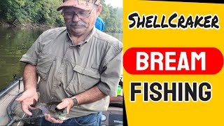 Cracking Open the Secret World of Shellcracker Bream Fishing