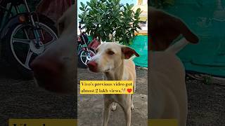 Emotional story of Vivo with us🥺♥️#viral #trending #bhopal #minivlog #pluto #dog #doglover #petlover