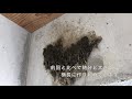 ツバメドラマ 巣作り至高の土選び パパはママと一緒に寝たいんだよ swallow started make new nest after attack day2