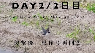 ツバメドラマ)巣作り至高の土選び/パパはママと一緒に寝たいんだよ/Swallow Started Make New Nest After Attack DAY2