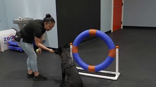 Inside ‘Zoom Room,’ a fun new hub featuring one-of-a-kind services for dogs and their owners