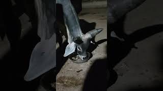 kamdhenu gaushala khambhaliya ❤️❤️😍 #cowvideos #kamdhenugaushala #cow#animallove #subcribe#gaupremi