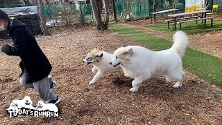 ご近所さんが来てくれてとても嬉しかったルンルンとアランとベルです　Great Pyrenees　グレートピレニーズ