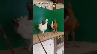 Persilangan Antara Burung Merpati Dan Ayam Kampung