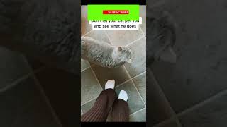Funny cat | cute cats and dogs reaction animals doing funny things #funnycats #shorts #cats #247