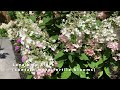 panicle hydrangeas with stunning early fall colour fire light u0026 lavalamp flare hydrangeas