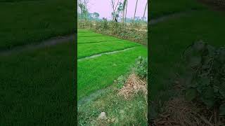 আর কয়েকদিন পর থেকেই,ধান রোপণ শুরু হবে,#new #sorts #video