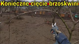 Jak ciąć młodą brzoskwinie?