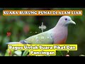 Suara Burung Punai Gacor Di Alam Liar‼️#burungpunai