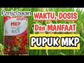 Manfaat Pupuk MKP Untuk Padi, Penjelasan waktu dan cara mengaplikasikan