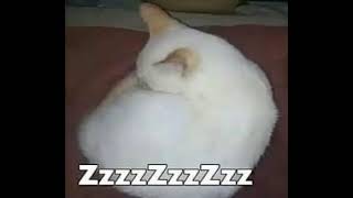 Gato durmiendo meme