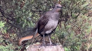 On the Road again Feb 2025 (164) Superb Lyrebird Full version, Wollomombi Campground