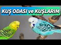 Kuş odası ve kuşlarımı tanıtıyorum EV KUŞLARI