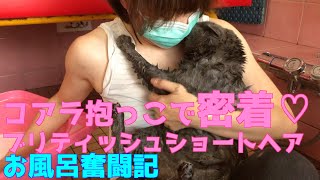 ブリティッシュショートヘアお風呂で密着洗体♡｜鳴き声も可愛いすぎる