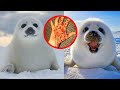 Top 10 Cute Animals That Can Actually Kill You | Things Around