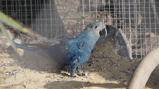 Rare Spix Macaw @ Pairi Daiza