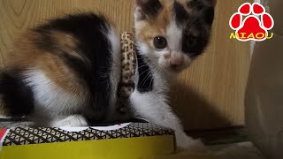 人に慣れてきた保護子猫ミケ 【瀬戸の三毛猫日記】Protective kitten Mi-ke who has got used to human