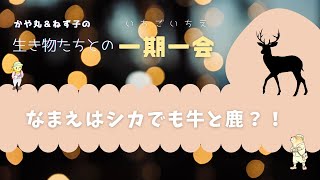 ちょっと通ります.2「シカはしか？」編