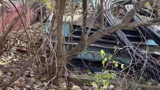 Forgotten 66 Mustang and Studebaker in Woods