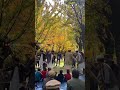 Autumn Dance of Yasin Valley | Gilgit’s Cultural Beauty 🍂💃📍♥️