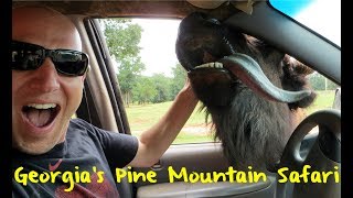 The Wild Animal Safari in Pine Mountain Georgia