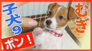 【わんこ】ジャックラッセルテリアの子犬、むぎのお姉ちゃんとじゃんけん？【子犬動画】