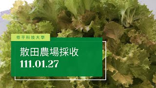 修平科技大學🥬🥬散田農場採收111.01.27#1