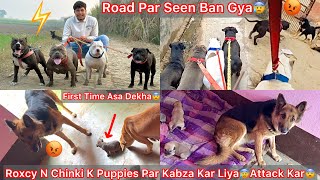 Roxcy N Chinki K Puppies Par Kabza Kar Liya😰First Time Asa Hua😨Blacking K Sath Road Par Panga Hogya😡