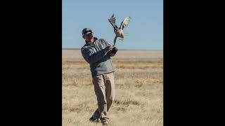 Releasing a gyrfalcon back to the wild