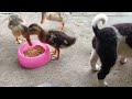 Guilty Dog and cat is so funny😽🐶Try Not to Laugh🐶2024